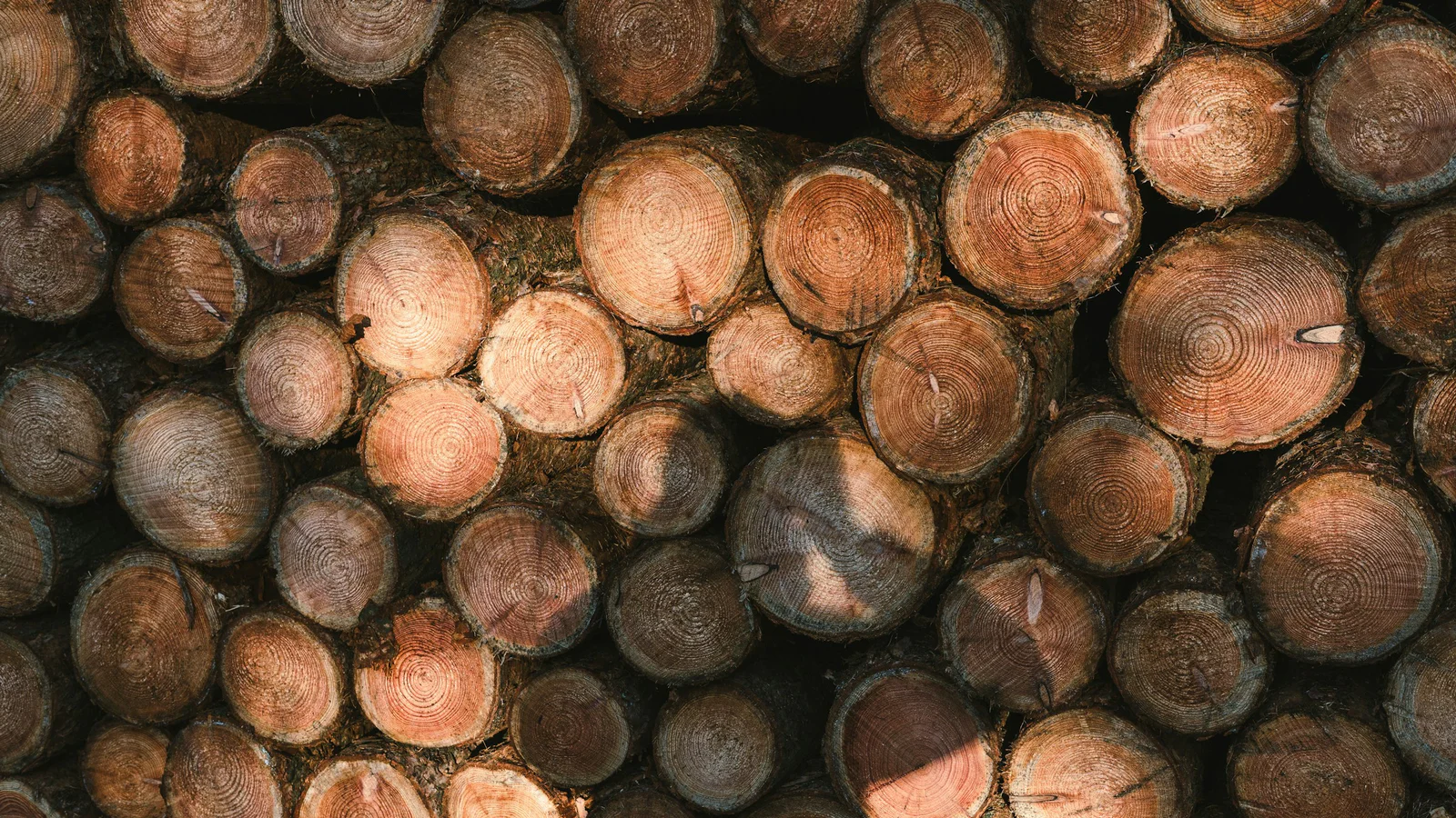 Close view of a real stack of cut timber showing grain and condition
